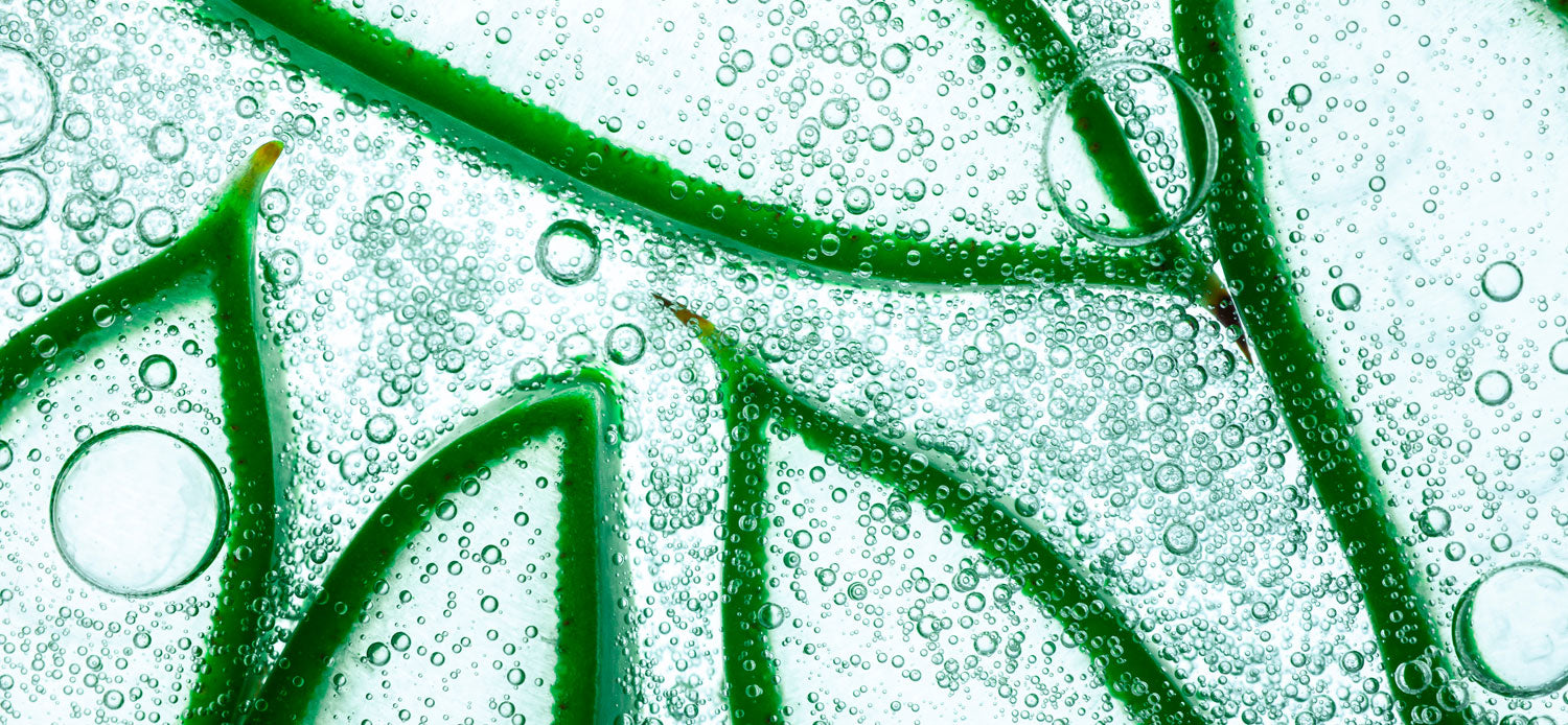 close up of aloe slices submerged in aloe gel