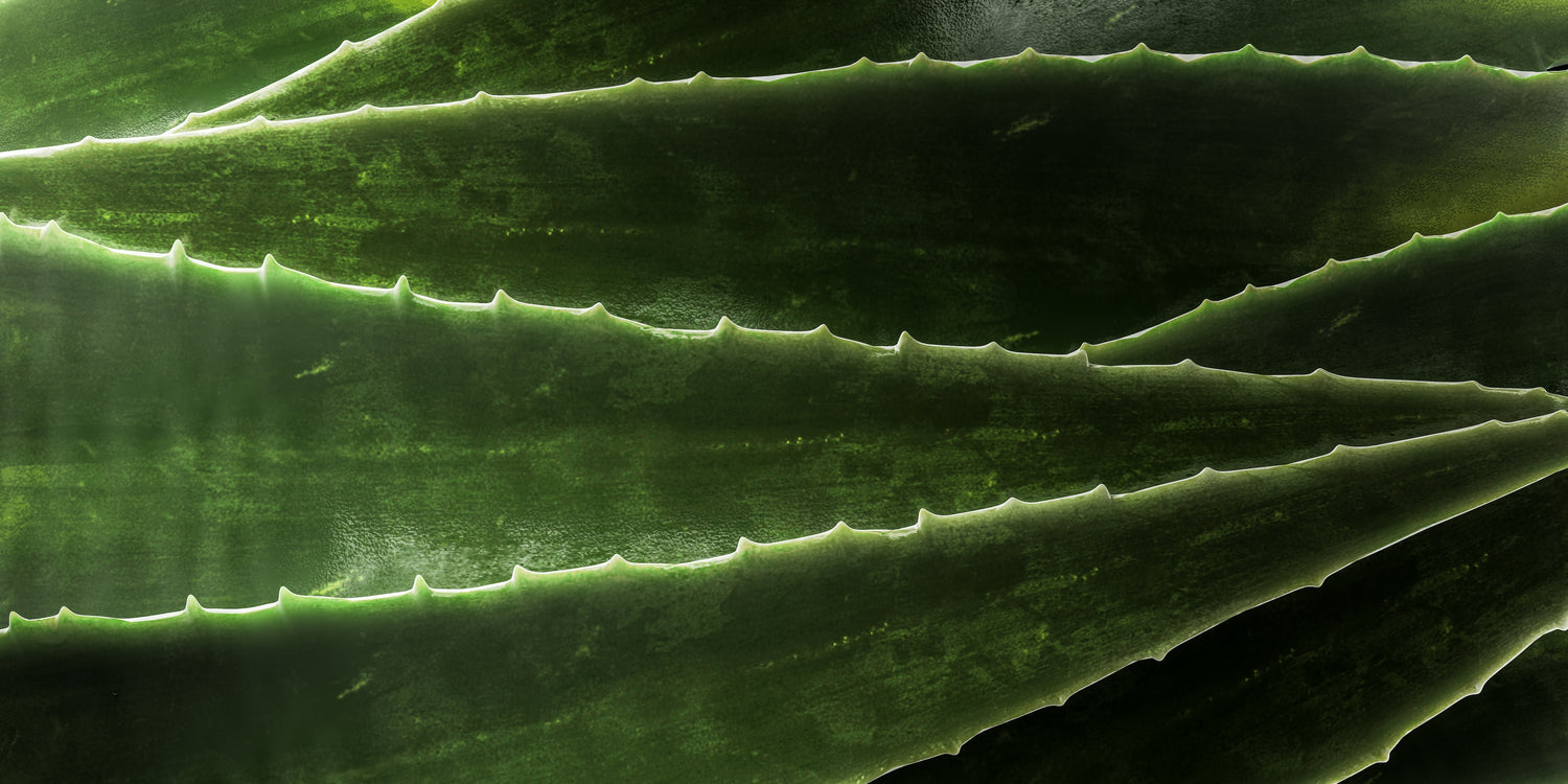 close up of several green aloe vera leaves