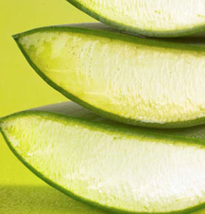 close up of three large aloe vera slices stacked